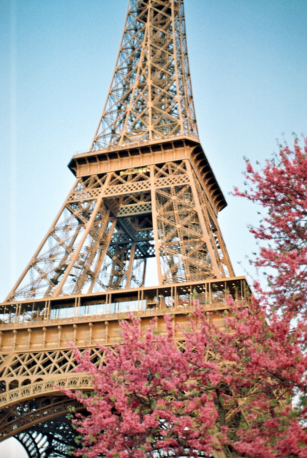 Tour Eiffel et fleurs roses